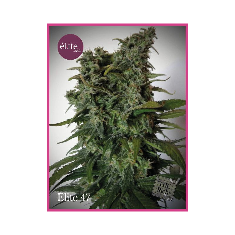 Elite 47 Elite Seeds Elite 47 Elite Seeds