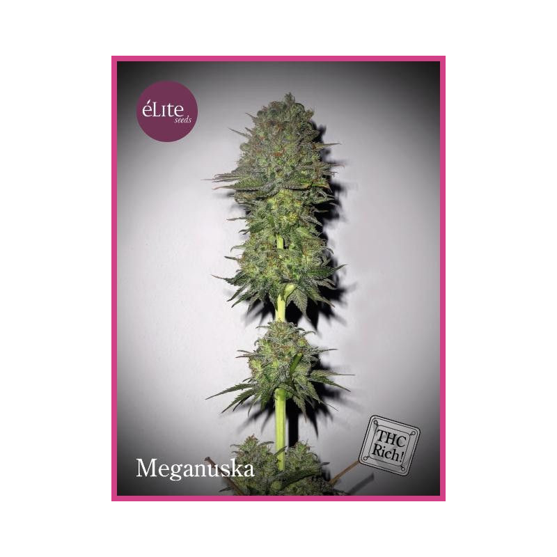 Meganuska Elite Seeds Meganuska Elite Seeds