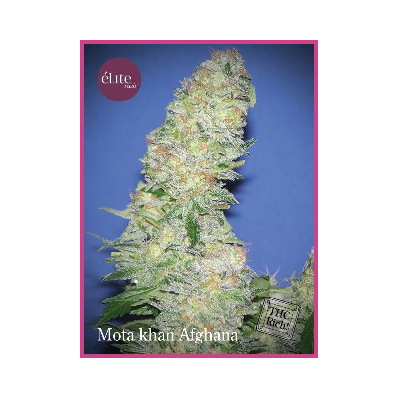 Mota Khan Afghana Elite Seeds Mota Khan Afghana Elite Seeds