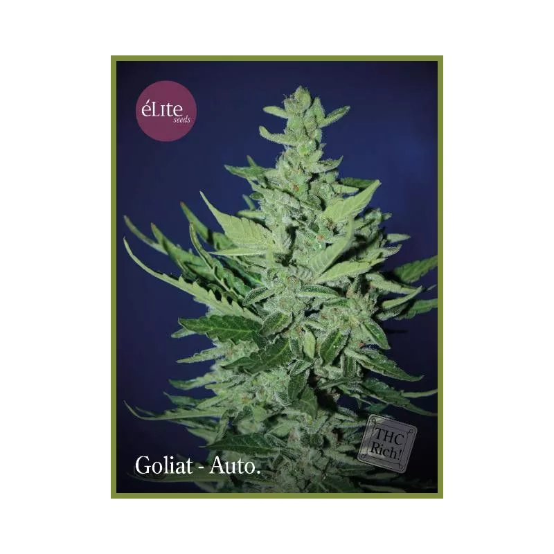 Goliat Auto Elite Seeds