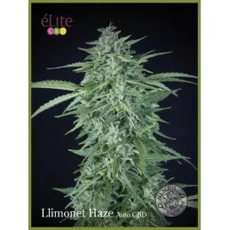 Llimonet Haze Auto CBD Elite Seeds