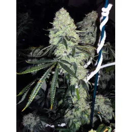 DeadHead OG The Cali Connection