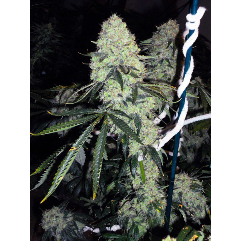 DeadHead OG The Cali Connection DeadHead OG The Cali Connection