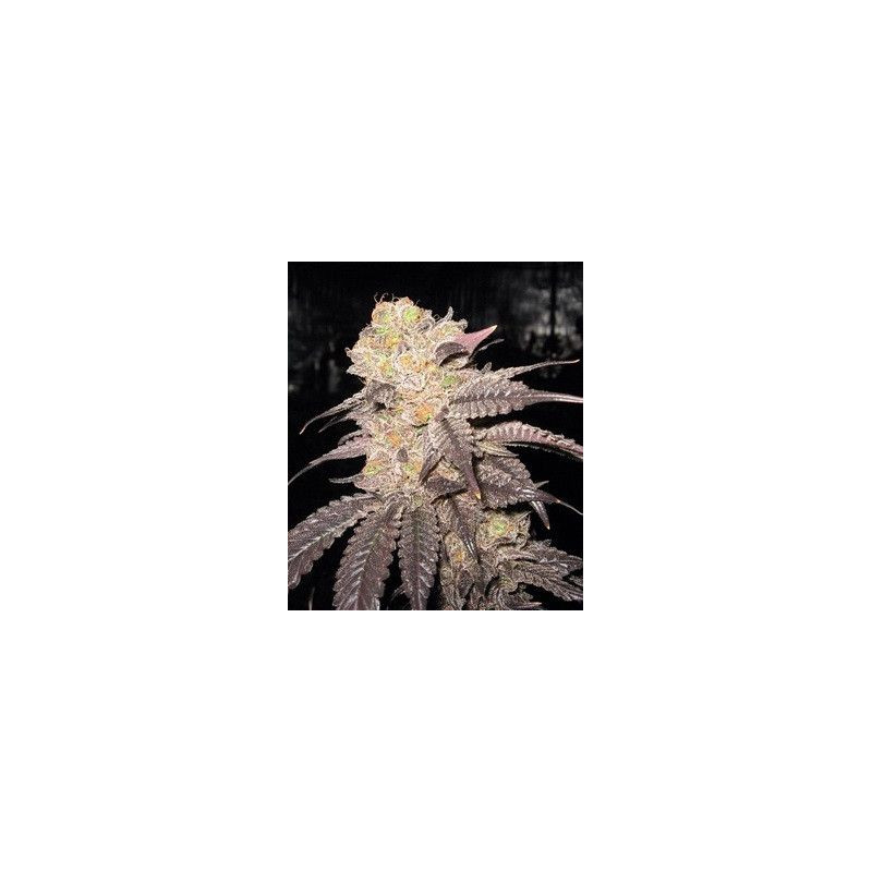 Purple Crack The Cali Connection Purple Crack The Cali Connection