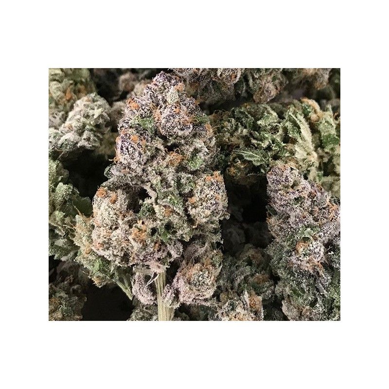 Dark Ghost Train Rare Dankness Dark Ghost Train Rare Dankness