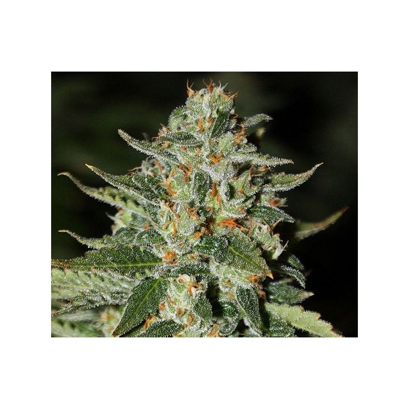 Midas Rare Dankness Genetics Midas Rare Dankness Genetics