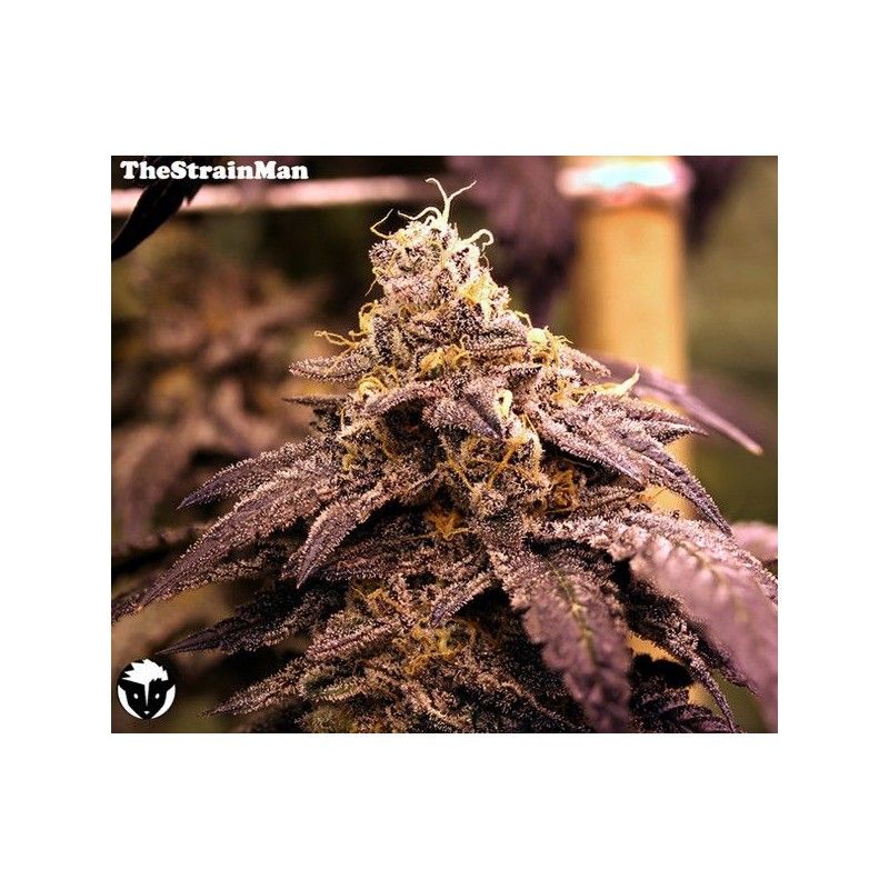 Rare Darkness Rare Dankness Genetics Rare Darkness Rare Dankness Genetics