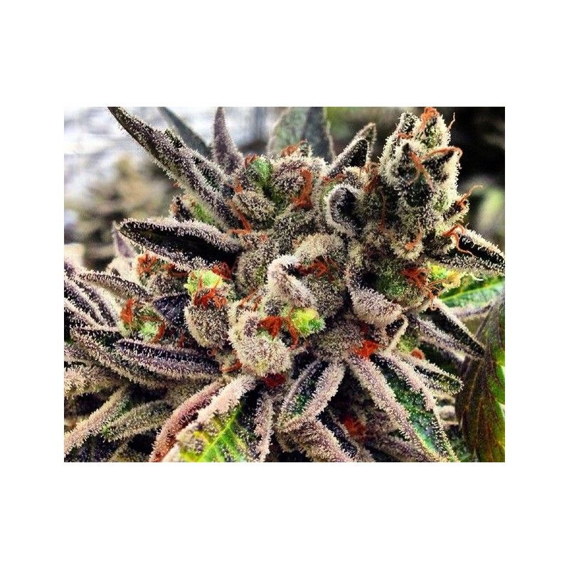 Scott's OG Rare Dankness Genetics Scott's OG Rare Dankness Genetics