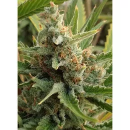 Tangerine Kush Rare Dankness Genetics