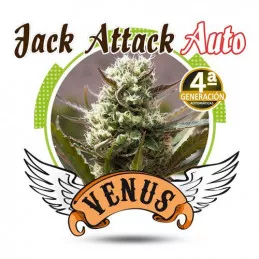 Jack Attack Auto Venus Genetics