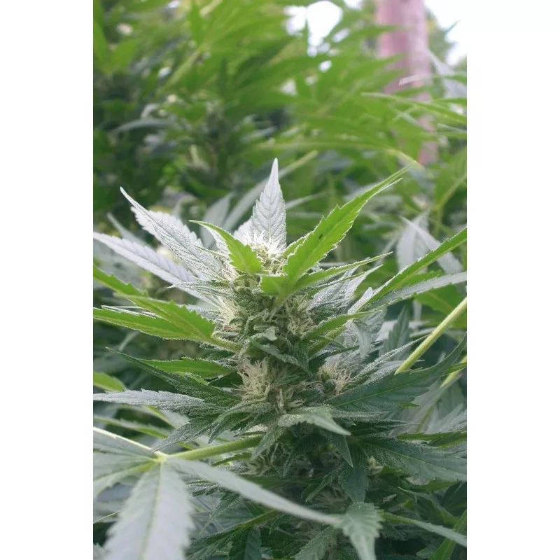 Special Kush 1