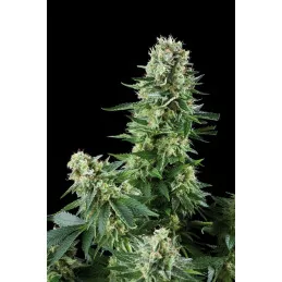 White Widow
