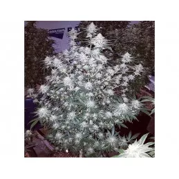 Double Choco Glue 4