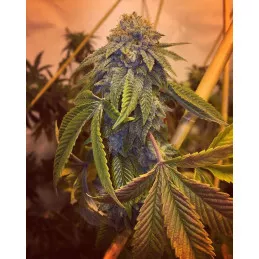 Triangle Glue 4