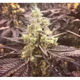 Banana Glue 4