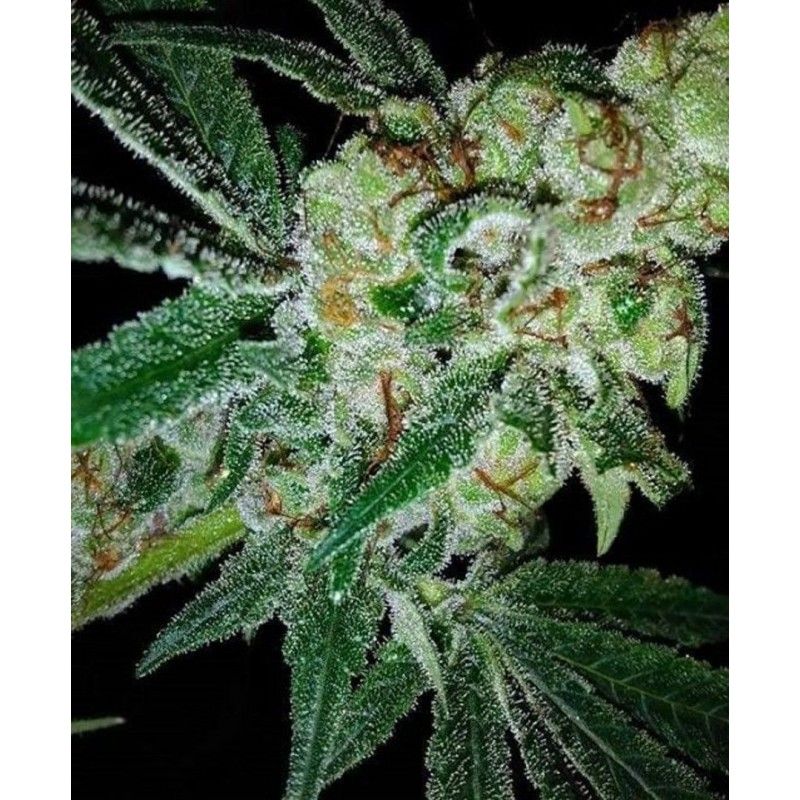 Pink Gorilla Pink Gorilla