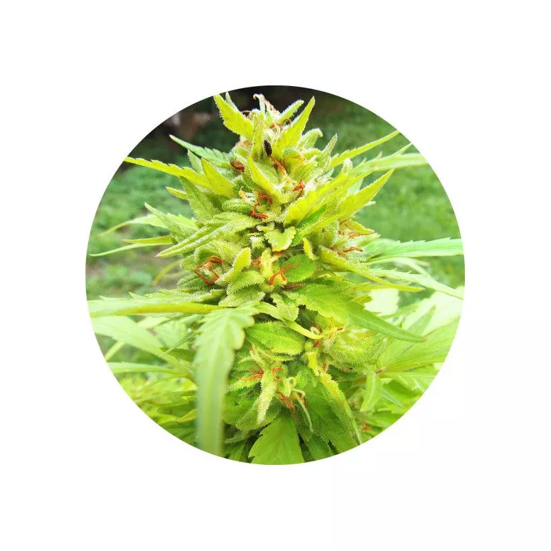 Golden Cannary