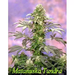 Matanuska Tundra