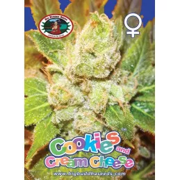Cookies & Cream Cheese