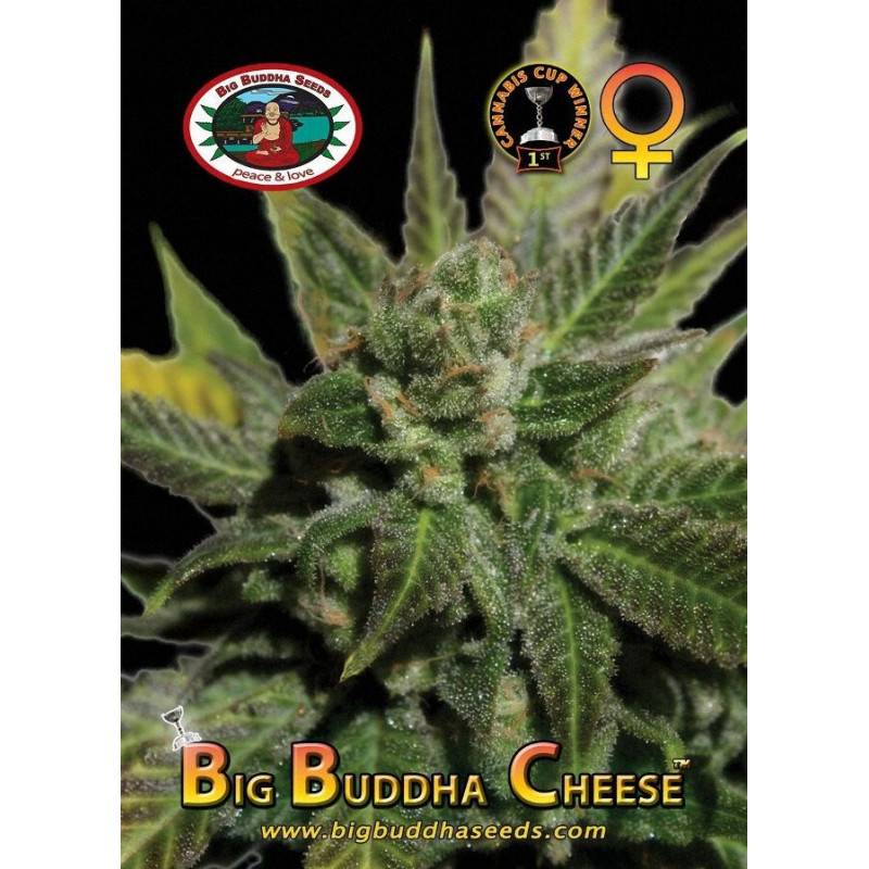 Big Buddha Cheese Big Buddha Cheese