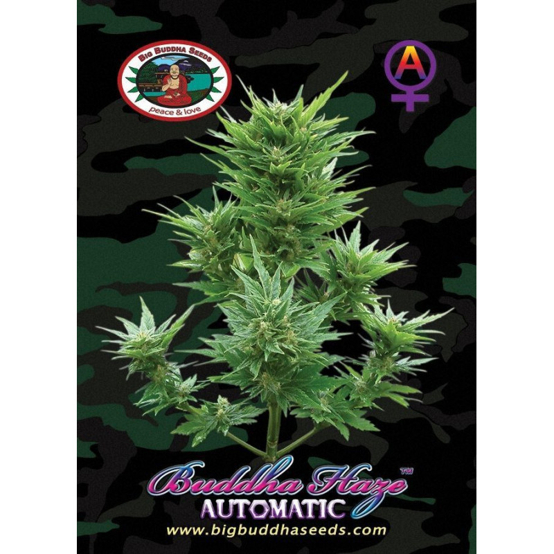 Buddha Haze Automatic Buddha Haze Automatic