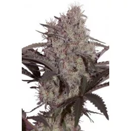 Jack Widow Jack Widow