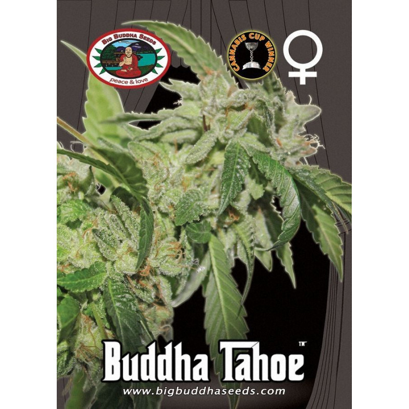 Buddha Tahoe Buddha Tahoe
