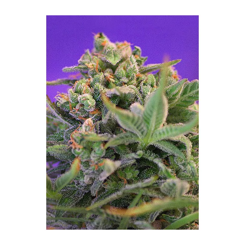 Sweet Cheese