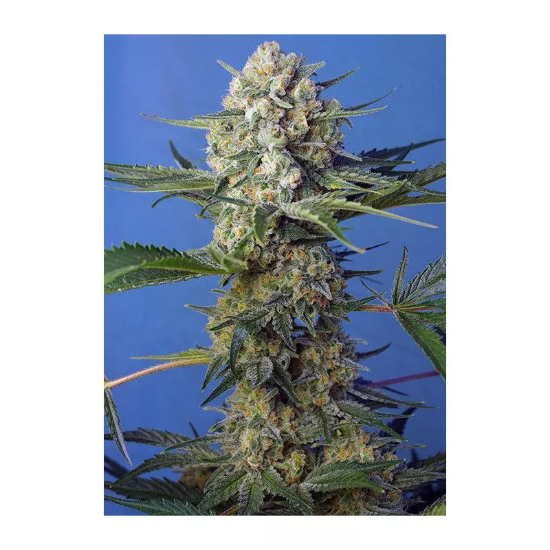 Crystal Candy F1 Fast Version Sweet Seeds