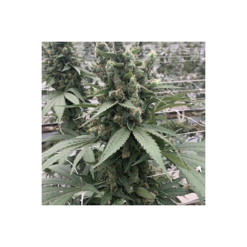 Moonshine Cookies Moonshine Cookies