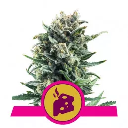 Blue Cheese Royal Queen Seeds