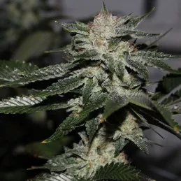 Original Bruce Banner 3