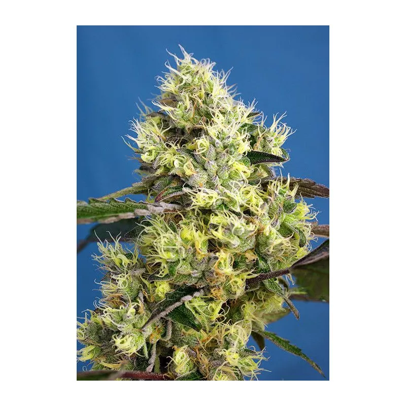 Sweet Gelato Auto