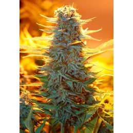 Auto Kaya 47
