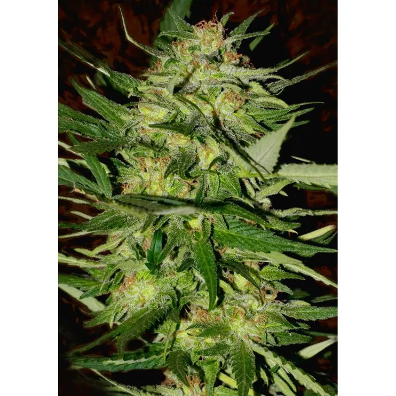 Jack Plant
