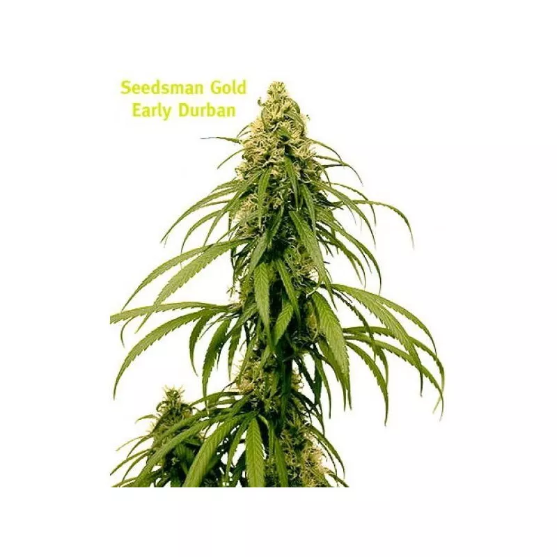 Early Durban Seedsman
