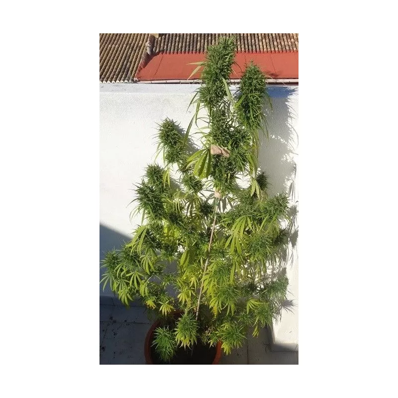 Green Honduras Haze