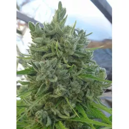 Killer A5 Haze