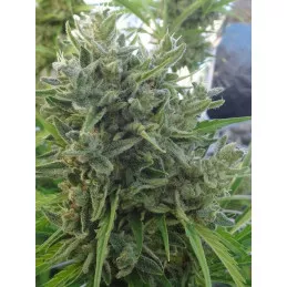 Killer A5 Haze