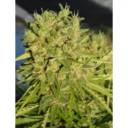 Killer A5 Haze