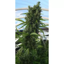 Killer A5 Haze