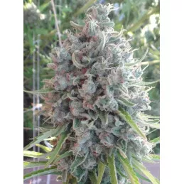 Killer A5 Haze