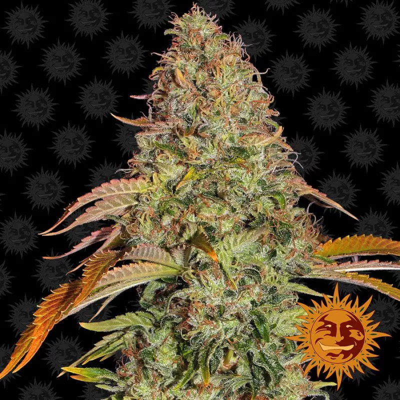 Zkittlez OG Auto Barney's Farm