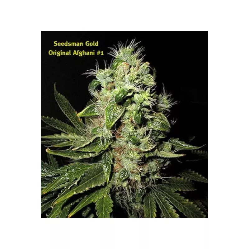 Original Afghani 1