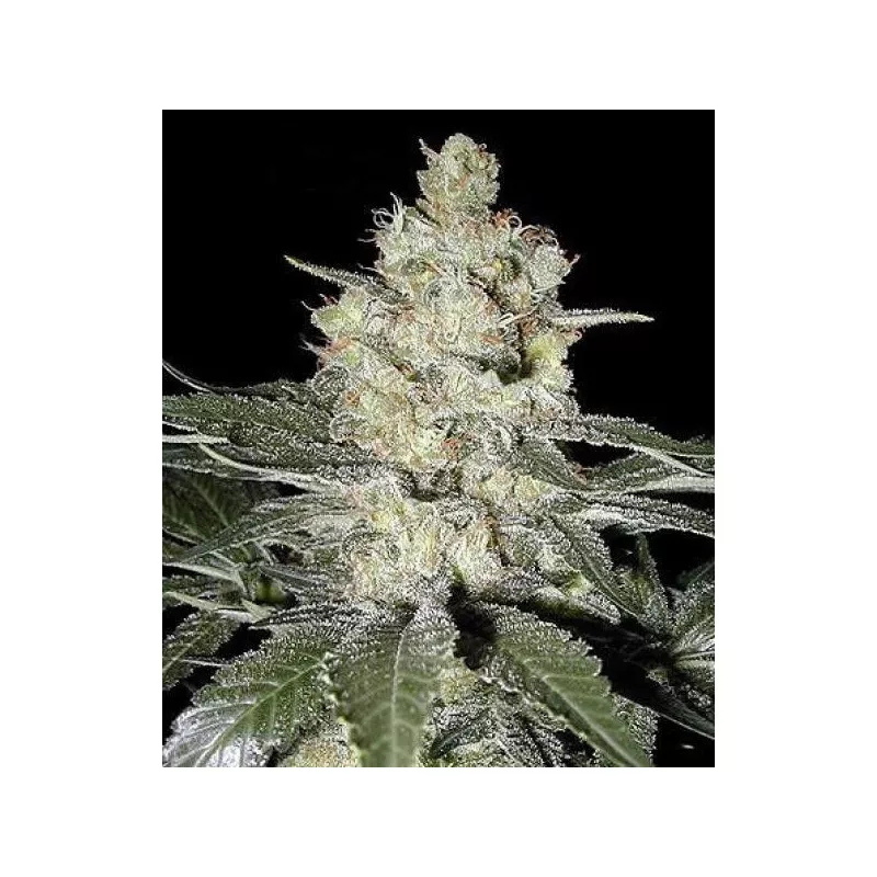 Original Skunk 1