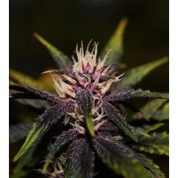 Purplediol Autofloreciente CBD