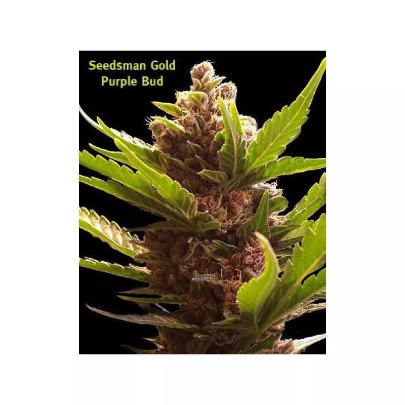 Purple Bud Seedsman