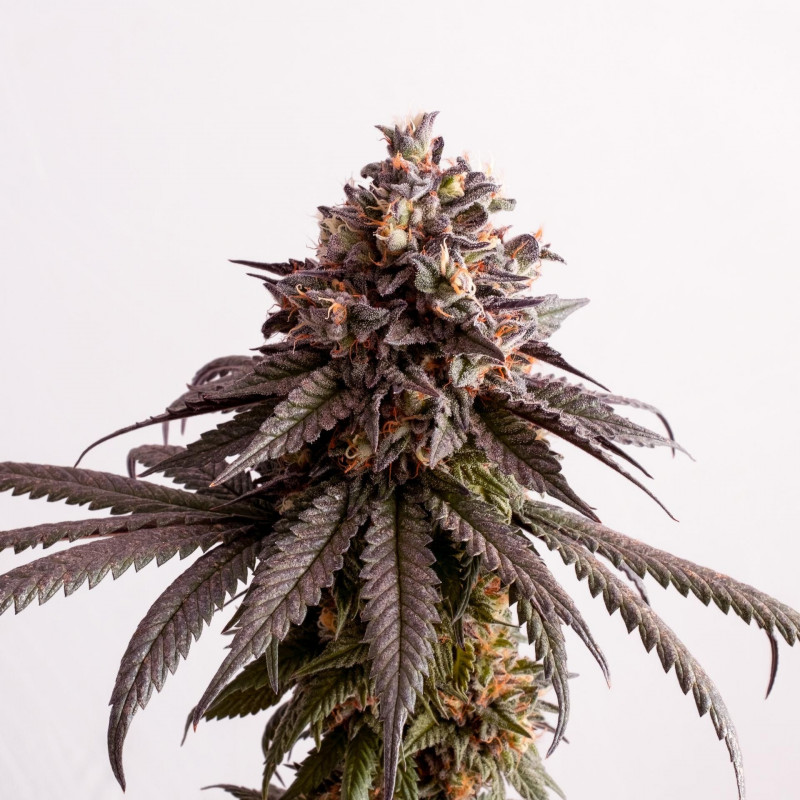 Gelato-K Gelato-K
