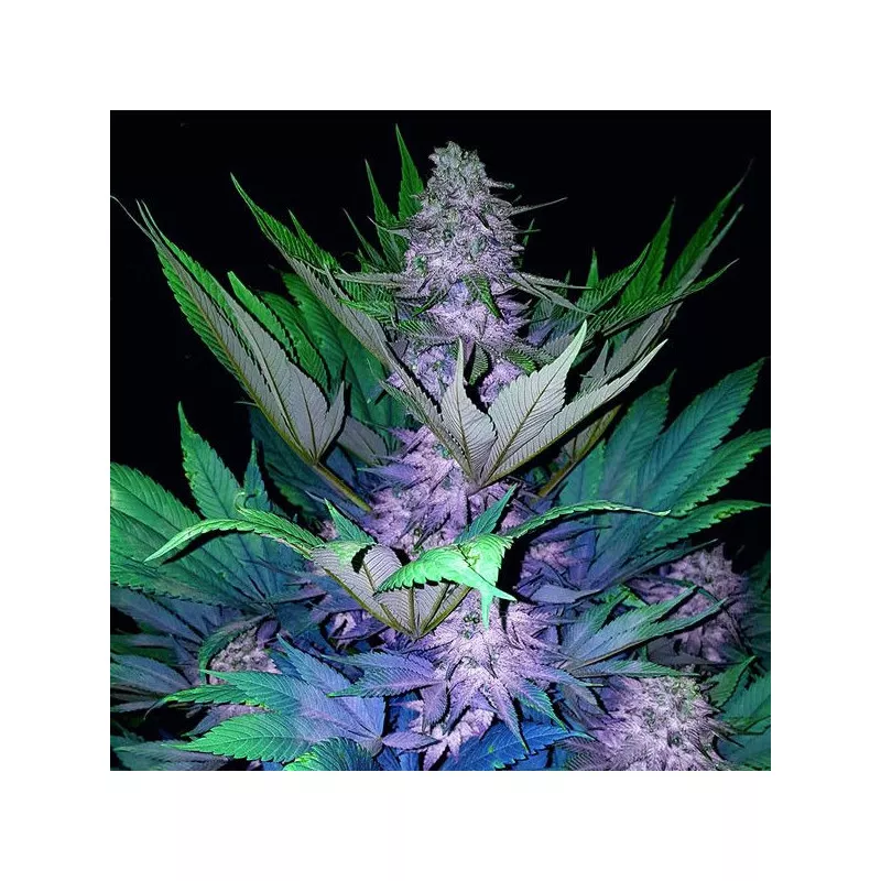 Auto Jamaican Blue Montain