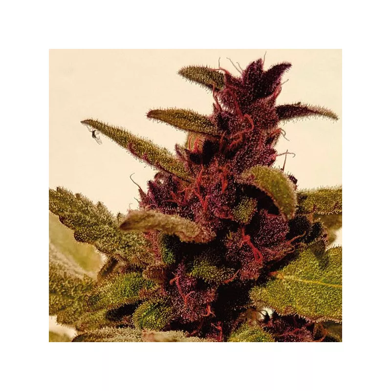 Auto Mandarine Purple Kush